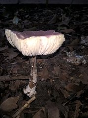 Agaricineae