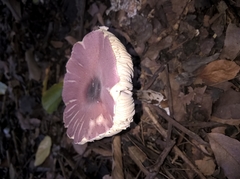 Agaricineae