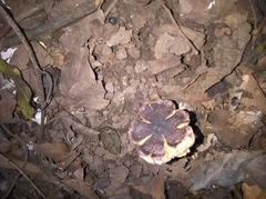 Agaricineae