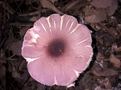 Agaricineae