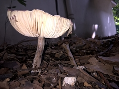 Agaricineae