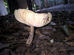 Agaricineae
