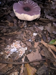 Agaricineae