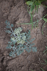 Lomatium roseanum