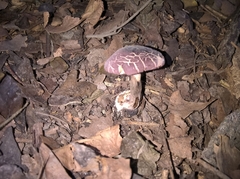 Agaricineae
