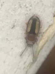 Laemophloeus terminalis