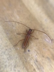 Aneflomorpha seminuda