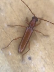 Aneflomorpha seminuda