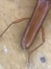 Aneflomorpha seminuda