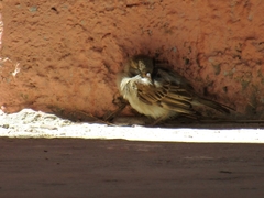Passer domesticus
