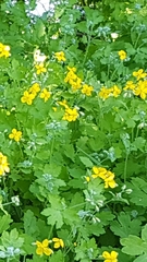 Chelidonium majus