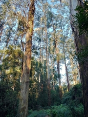 Eucalyptus regnans