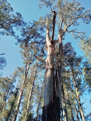 Eucalyptus regnans