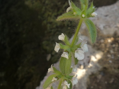 Sideritis romana