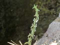 Sideritis romana