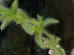 Sideritis romana