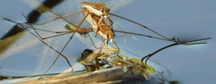 Limnoporus rufoscutellatus