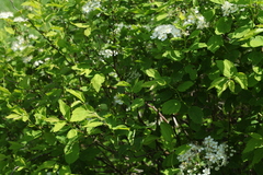 Spiraea chamaedryfolia