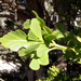 Phyllocladus aspleniifolius - Photo (c) dracophylla, algunos derechos reservados (CC BY-NC-SA)