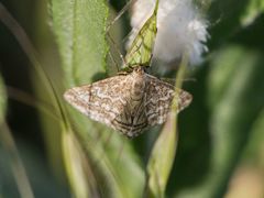 Evergestis frumentalis