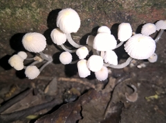 Agaricales