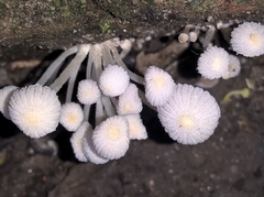Agaricales