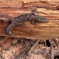 Amalosia lesueurii