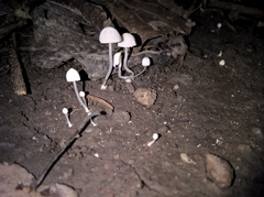 Agaricales