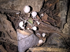 Agaricales