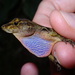 Stuart's Anole - Photo (c) browntb, some rights reserved (CC BY-NC)