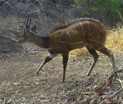 Tragelaphus scriptus
