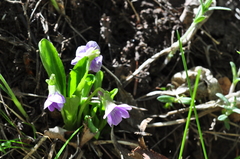 Viola gmeliniana