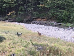 Hippocamelus bisulcus