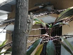 Calotes versicolor