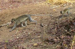 Chlorocebus tantalus