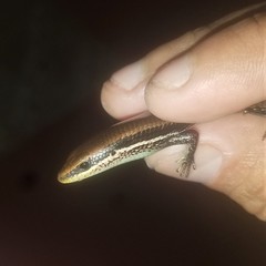 Marisora brachypoda