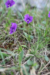 Viola altaica