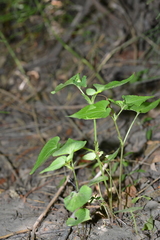 Viola acuminata