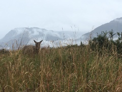 Hippocamelus bisulcus