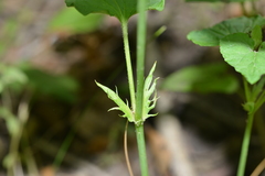 Viola acuminata