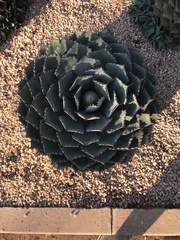 Agave potatorum