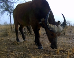 Syncerus caffer brachyceros