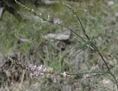 Astragalus gracilis