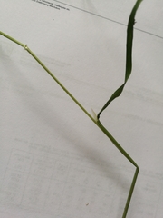 Poa trivialis