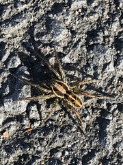 Artoriopsis expolita