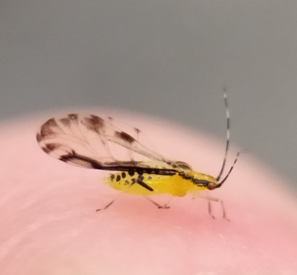 Lime Leaf Aphid