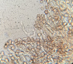 Thelephora caryophyllea