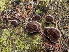 Thelephora caryophyllea