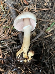 Agaricus kerriganii