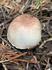 Agaricus kerriganii